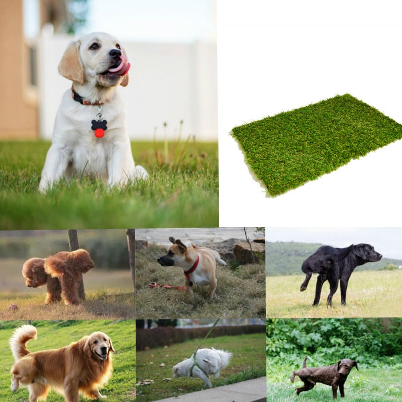 DOG LAWN